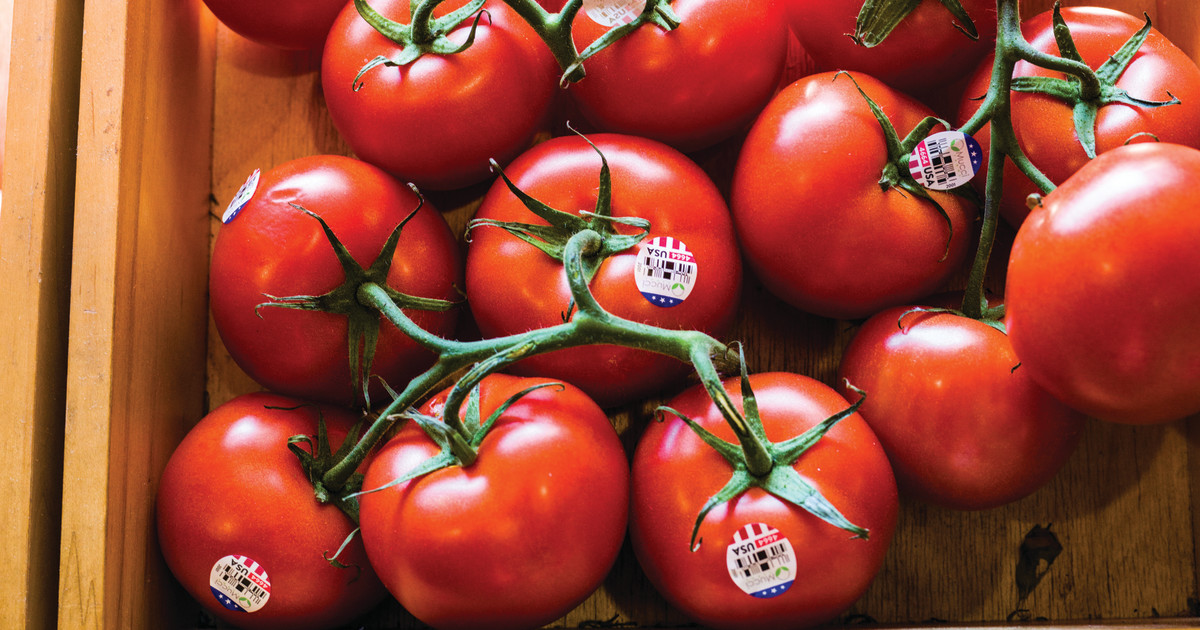 The History of Tomatoes in America Cook's Illustrated